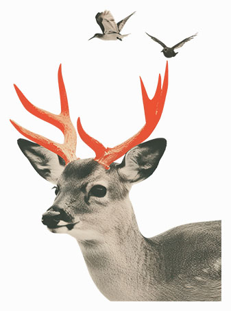 Animal